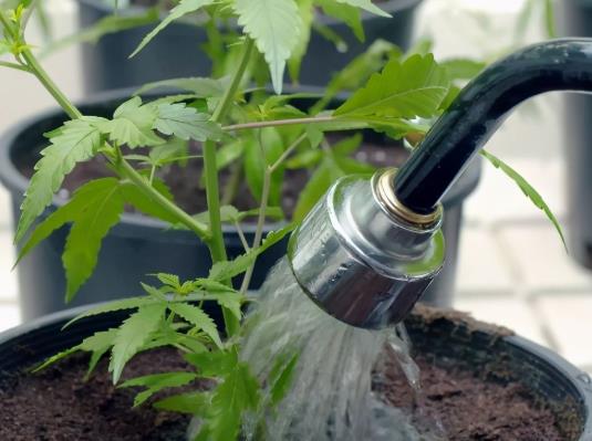 什么時候澆水比較好?橘子皮澆花須注意什么