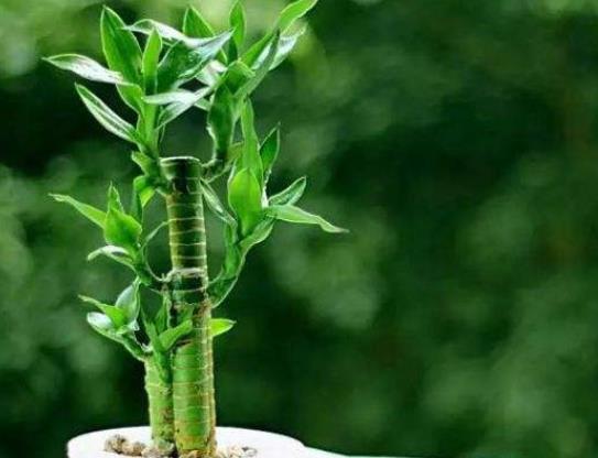 富貴竹旺財放哪個位置?富貴竹需要每天澆水嗎