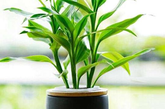 富貴竹旺財放哪個位置?富貴竹需要每天澆水嗎