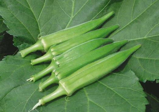 黃秋葵坐不住果怎么辦?紅秋葵與黃秋葵差別在哪