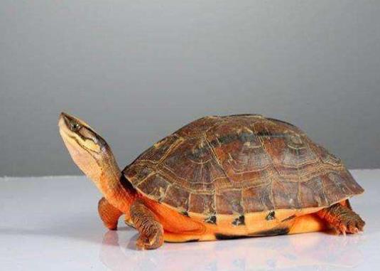 烏龜冬眠用稻草可以嗎?哪種烏龜和魚可以養(yǎng)在一起