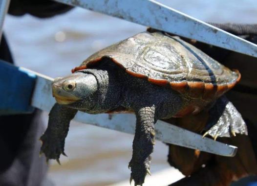 烏龜怎么養才不會死掉?什么烏龜最好養活