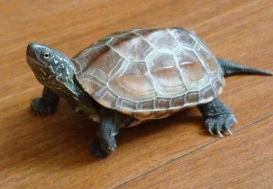 5元買的小烏龜能長多大?5元買的小烏龜放多少水
