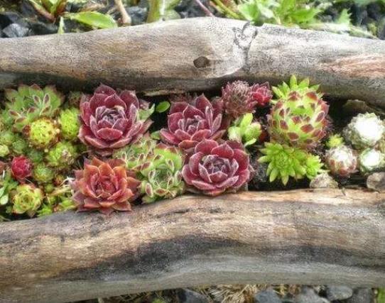 為什么多肉葉子上有粉霜?多肉移盆后怎么養護