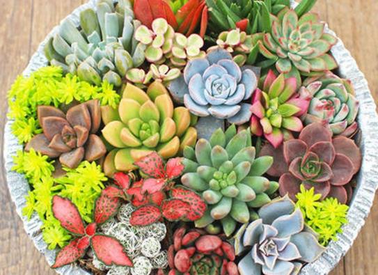 多肉葉子長出厚粉霜好不好?多肉植物養護要注意什么