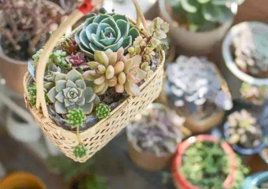 多肉葉片噴水了會怎么樣?多肉不爆盆是什么原因