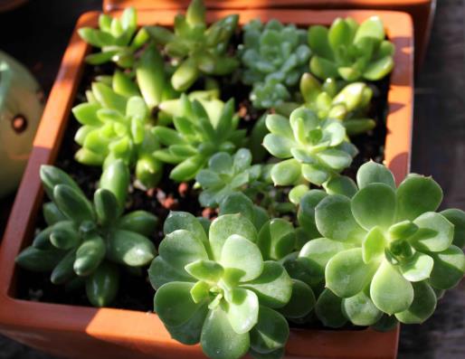 為什么多肉葉子上有粉霜?多肉移盆后怎么養護