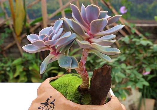 為什么多肉葉子上有粉霜?多肉移盆后怎么養護