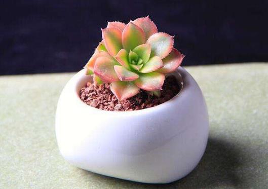 多肉葉片怎么出芽最快?多肉為什么越養(yǎng)越瘦