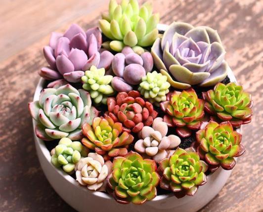 多肉葉片怎么出芽最快?多肉為什么越養(yǎng)越瘦