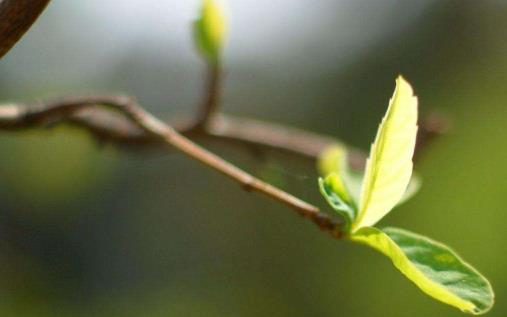 立春還會冷多久 2022年立春后還會倒春寒嗎