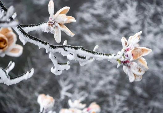 2022年倒春寒是幾九?2022年倒春寒會(huì)下雪嗎