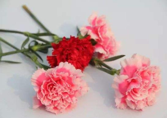 沒有醒花桶怎么辦?沒有醒花桶可以用垃圾桶代替嗎