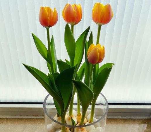 水培郁金香放室內還是室外?水培郁金香可以曬太陽嗎