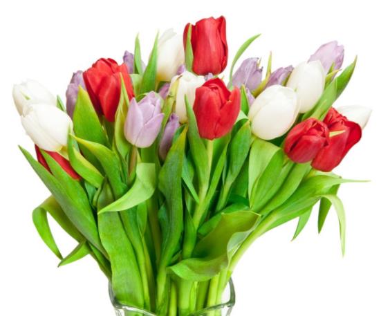 水培郁金香放室內還是室外?水培郁金香可以曬太陽嗎