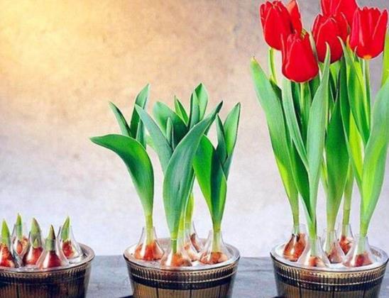 水培郁金香要放在陽光下嗎?水培郁金香放在室內有毒嗎