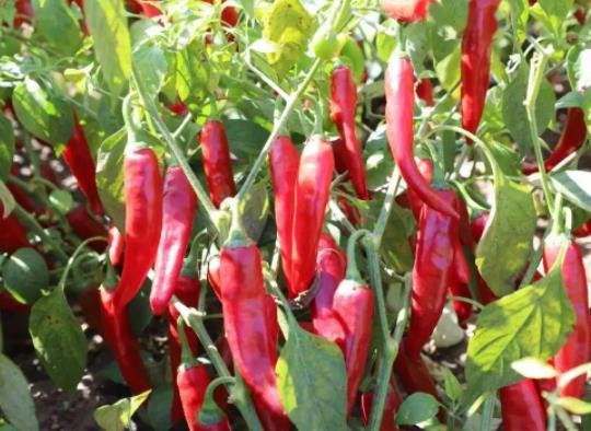 辣椒徒長不管它可以嗎?辣椒苗徒長可以用多效唑嗎