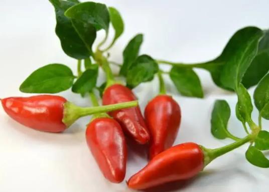 辣椒徒長不管它可以嗎?辣椒苗徒長可以用多效唑嗎