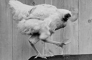 盤點世界10大怪異節日:美國夫魯塔市無頭雞節