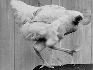 世界10大怪異節日:日本裸體節美國無頭雞節等