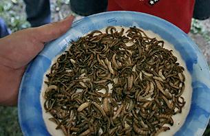 盤點世界10大怪異節日:美國羅利市蟲節