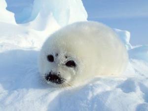 3月1日是什么節(jié)日?國際海豹日是幾月幾日