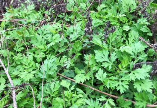端午節艾草掛幾根有講究嗎?端午節掛艾草要掛幾天