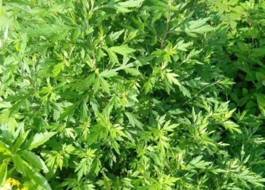 艾草一直掛門上好嗎?清明艾草和端午艾草有什么不同