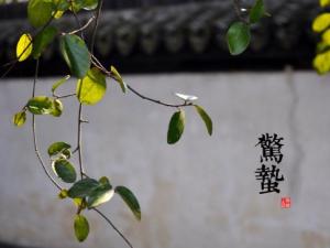 驚蟄是什么時(shí)候?二十四節(jié)氣之驚蟄的由來與含義