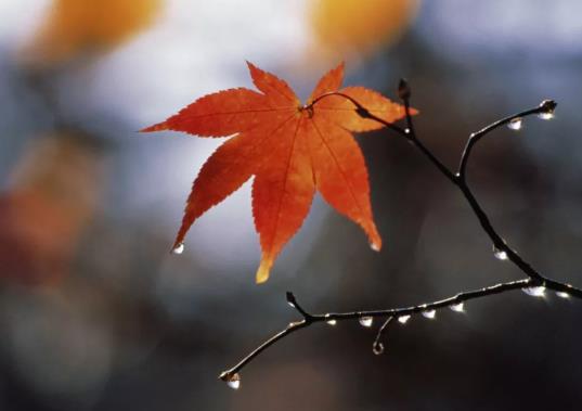 白露后還熱嗎要熱多久?2021年白露后氣溫會下降嗎?