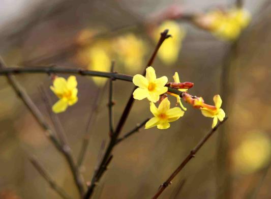 2022立春時(shí)正好在上班怎么躲春?立春之后多久才不冷了