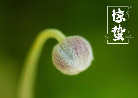 驚蟄過后是不是就暖和了?驚蟄是九九最后一天嗎