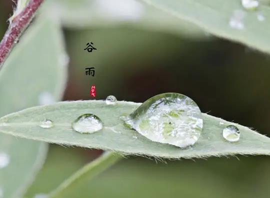 哪年谷雨是4月21號?每年谷雨是幾月初幾
