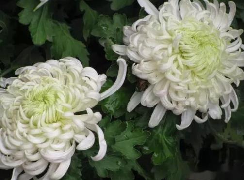 清明節買什么花上墳好?清明節哪天合適上墳