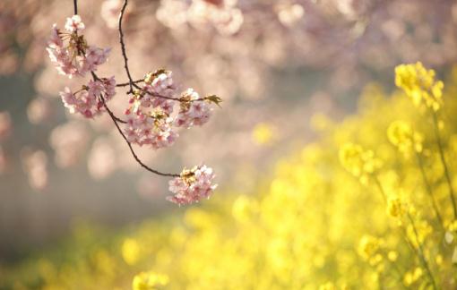 春分是什么意思?春分有哪些講究?