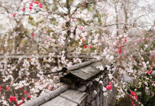 婚前躲春必須去婆婆家嗎?2022年躲春必須躲夠時間嗎?