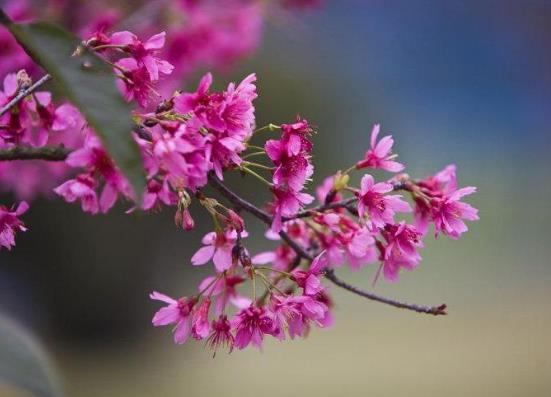 躲春玩手機有什么后果沒?躲春是不是誰都不能見?