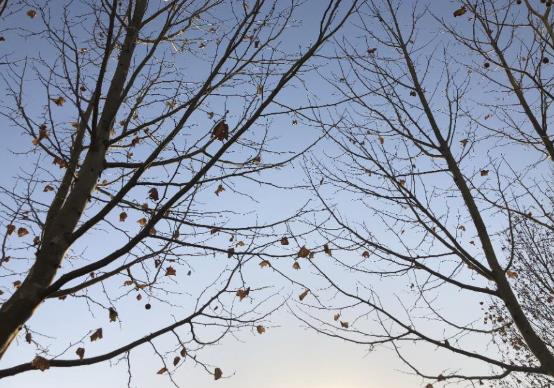 2022年是哪個屬相的躲春?2022年屬虎的在本命年需要躲春嗎