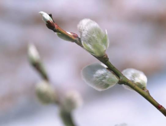 2022年打春什么屬相需要躲春?立春躲春是什么意思?