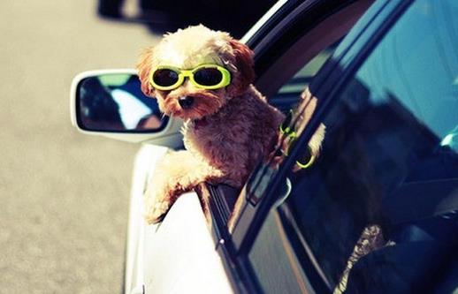 男女司機(jī)開(kāi)車(chē)陋習(xí)都有哪些 開(kāi)車(chē)不安全行為的危險(xiǎn)系數(shù)