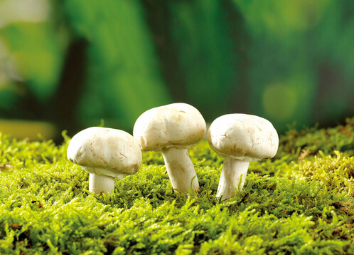 寶寶可以吃蘑菇嗎?吃蘑菇的做法