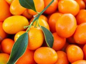 寶寶能吃金桔嗎?寶寶吃金桔的做法