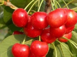 寶寶能吃櫻桃嗎?寶寶吃櫻桃的做法