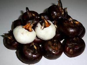 寶寶能吃荸薺嗎?寶寶吃荸薺的做法