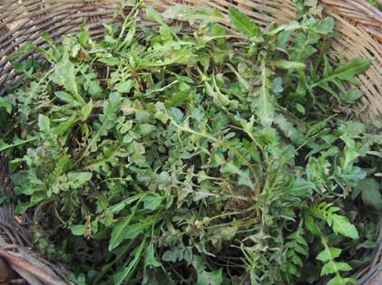 孕婦能吃薺菜嗎?孕婦吃了薺菜會怎樣