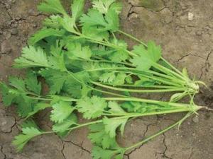 孕婦能吃香菜嗎?孕婦吃香菜的做法