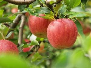 孕婦能吃蘋果嗎?孕婦吃蘋果有什么好處