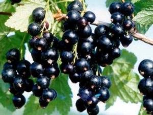 孕婦能吃黑加侖嗎?孕婦吃黑加侖的注意事項