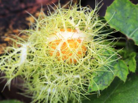 孕婦能吃龍珠果嗎?孕婦吃龍珠果有什么好處