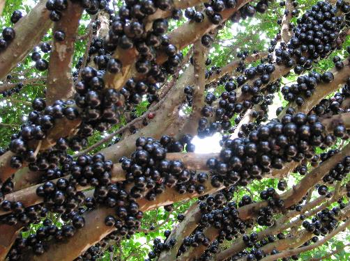 孕婦能吃嘉寶果嗎?孕婦吃嘉寶果有什么好處